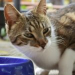 cosa deve mangiare un gatto