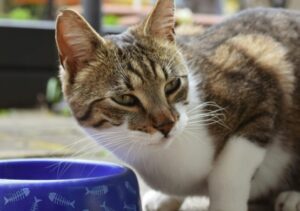 cosa deve mangiare un gatto