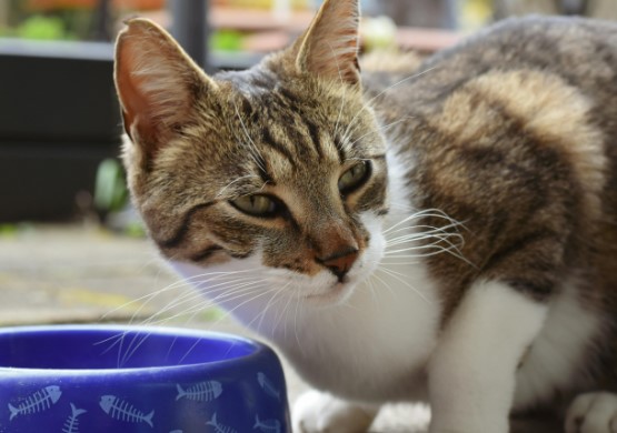 cosa deve mangiare un gatto